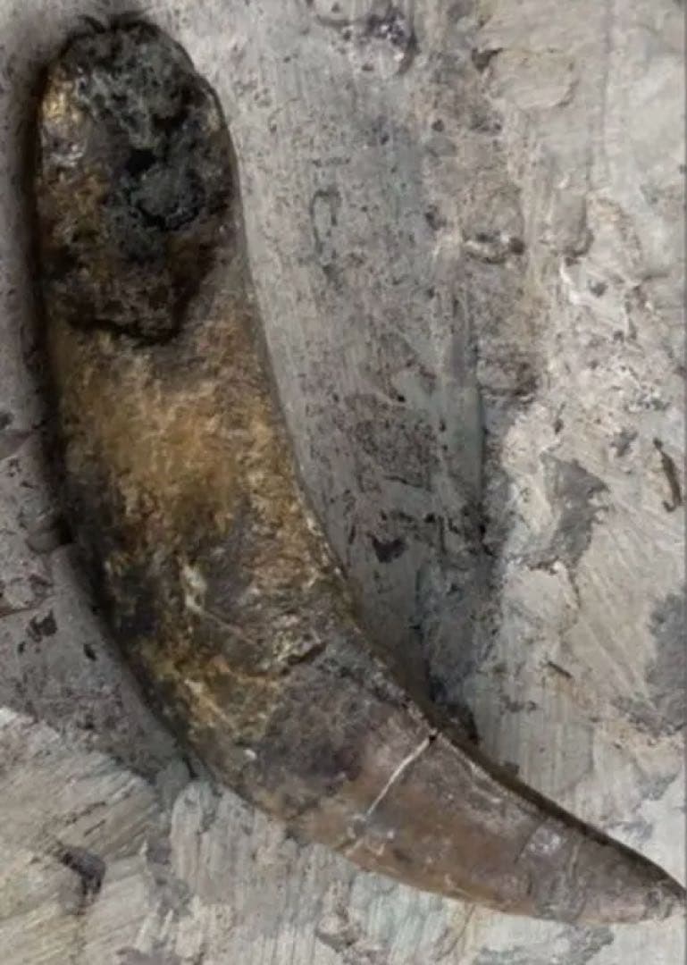 Tyrannosaurus ティラノサウルス　歯　化石　歯根　約8cm