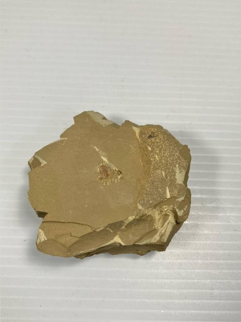 カンブリア紀 ナラオイア スピノーサ（Naraoia spinosa）