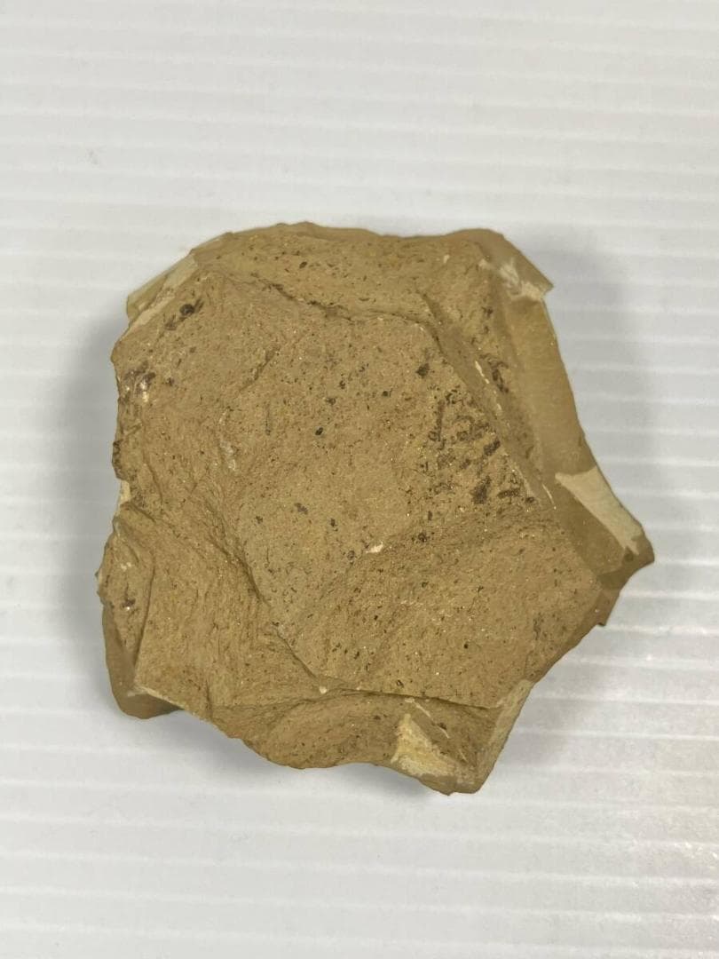 カンブリア紀 ナラオイア スピノーサ（Naraoia spinosa）