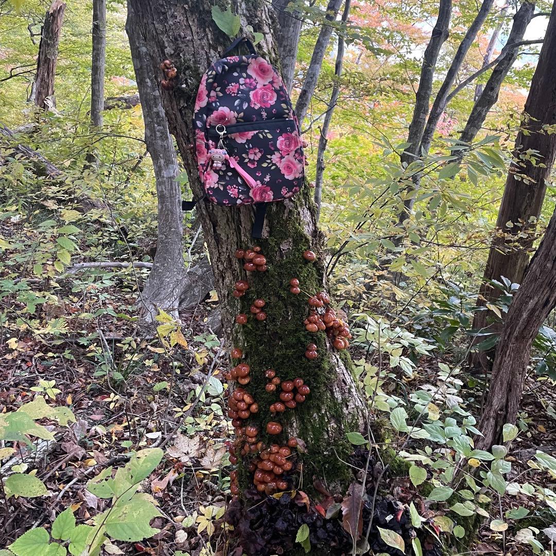 天然きのこ 天然なめこ なめこ ナメコ 山形県産 森の凛さん採取 その81