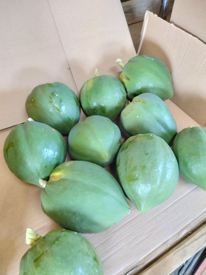 青パパイヤ 24キロ 奄美群島産 送料込み