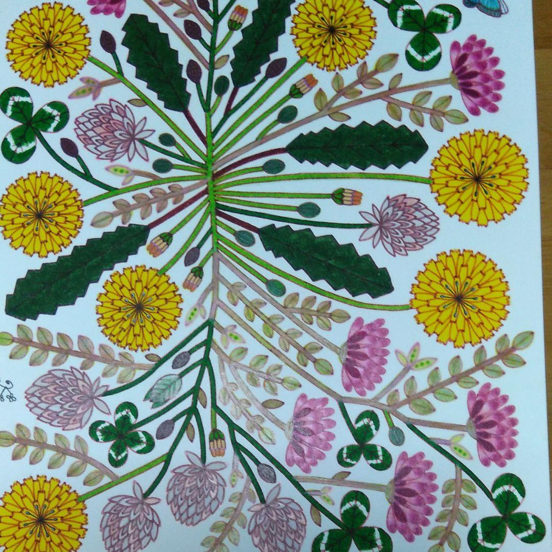 植物画たんぽぽ＊シロツメクサ＊アカツメクサ