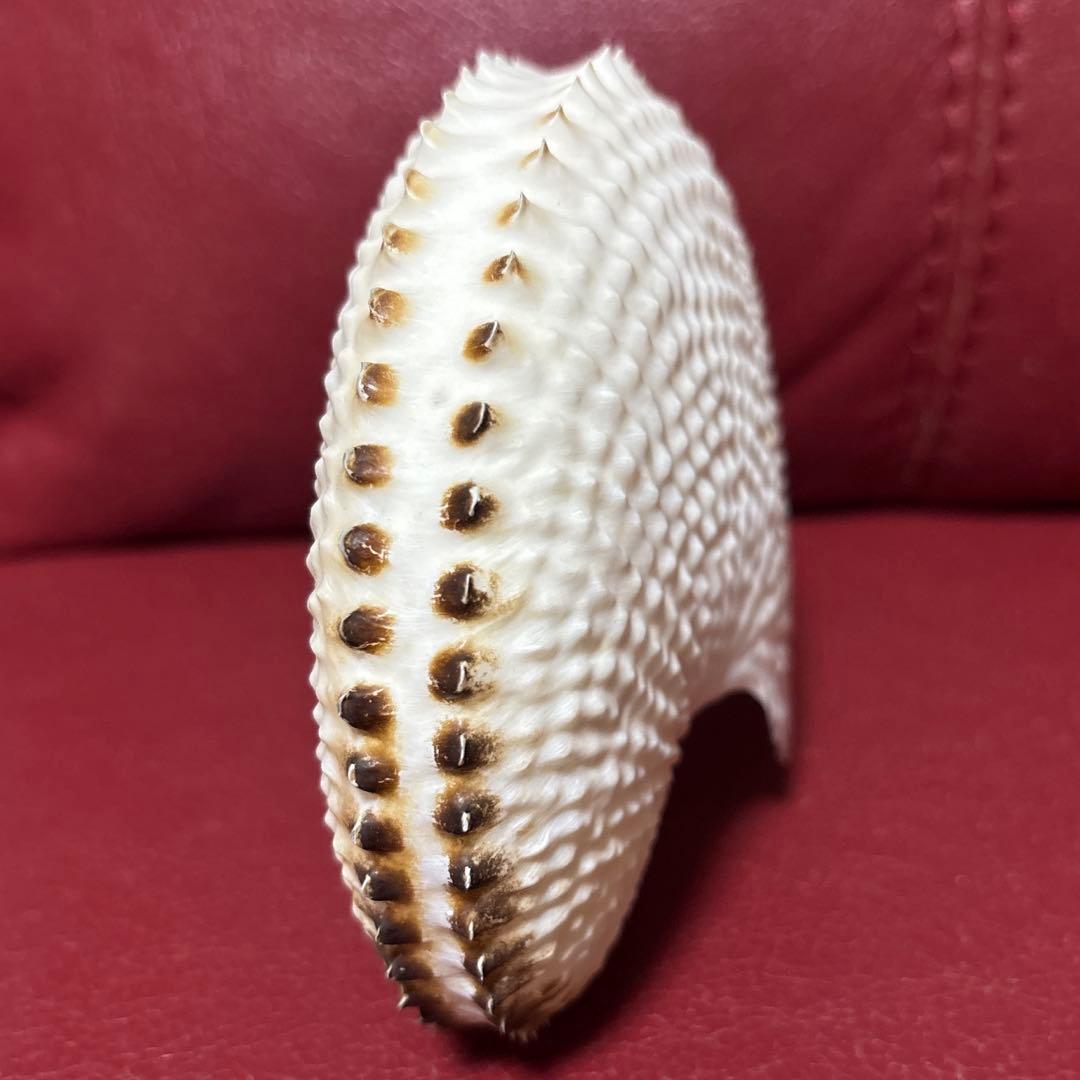 (希少)チリメンアオイガイ　貝　オーストラリア産