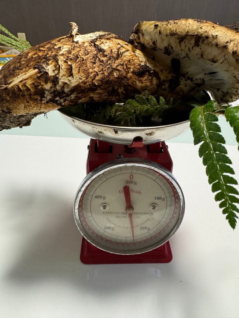 11月３日 朝どれ！能登産松茸！土付き！