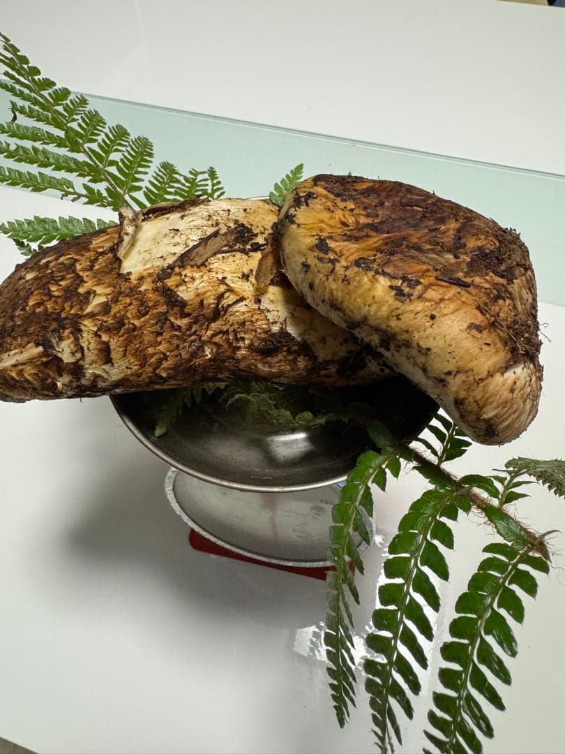 11月３日 朝どれ！能登産松茸！土付き！