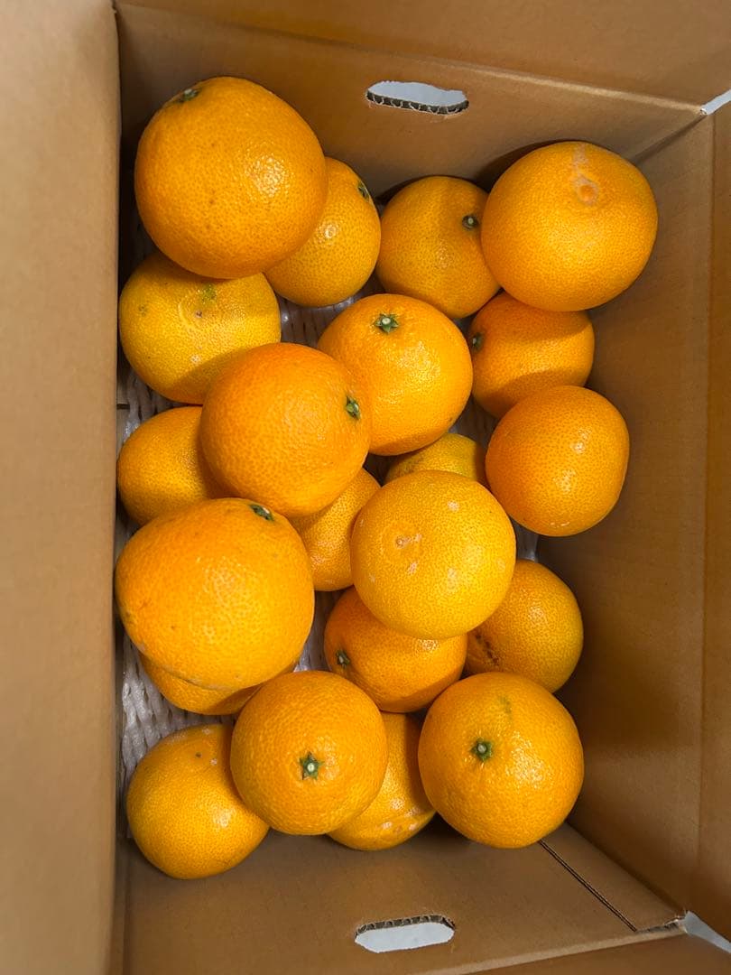 数量限定　愛媛県産　愛果28号まどんな5キロ（箱込み）　✖️2箱　農家直送