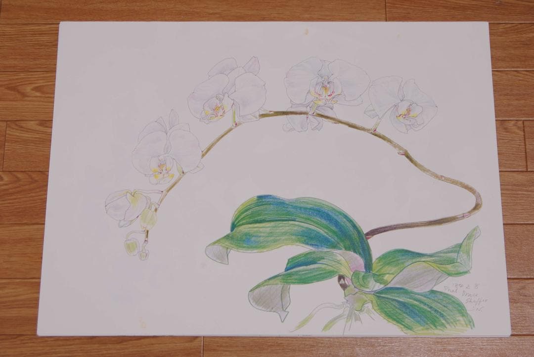 中島千波　花の写生１２葉　絵画　 12枚セット　求龍堂