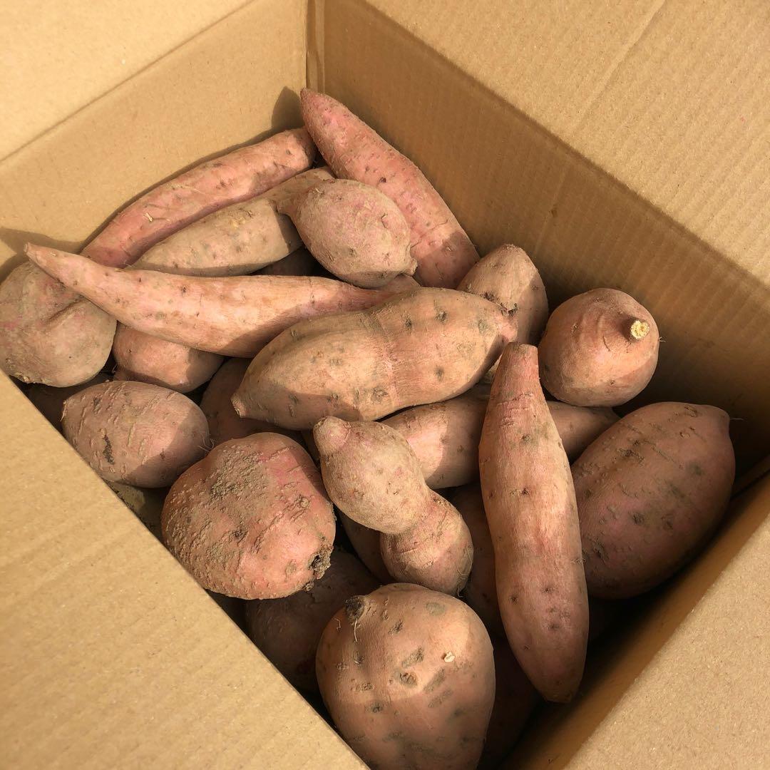 種子島　農家直送！安納地区の安納芋　混合 20キロ