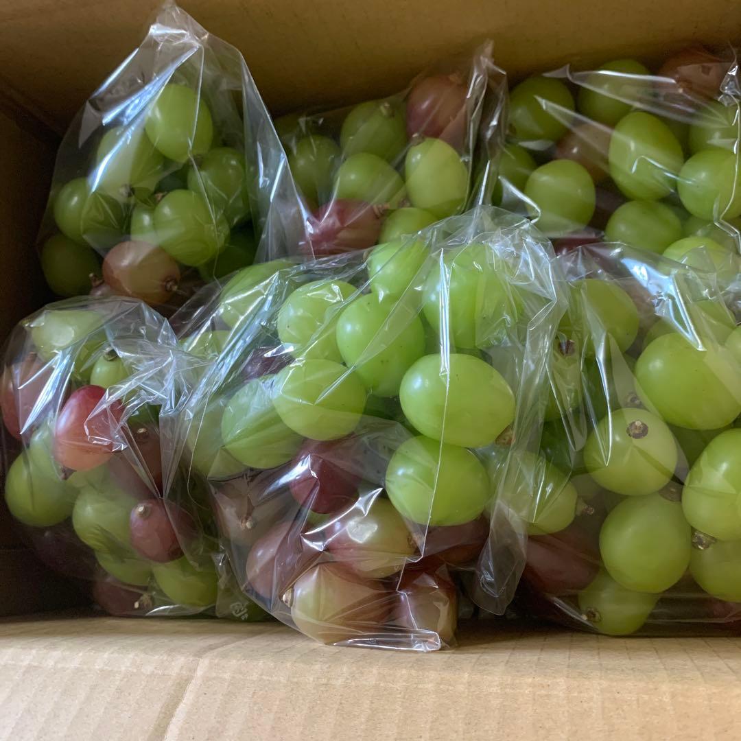 信州　大粒シャインマスカット （3キロ以上）