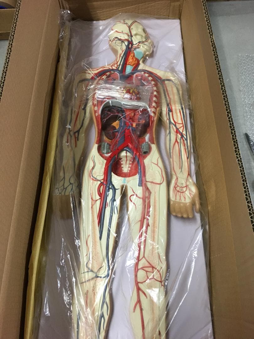 人体模型 血管詳細 1/2モデル
