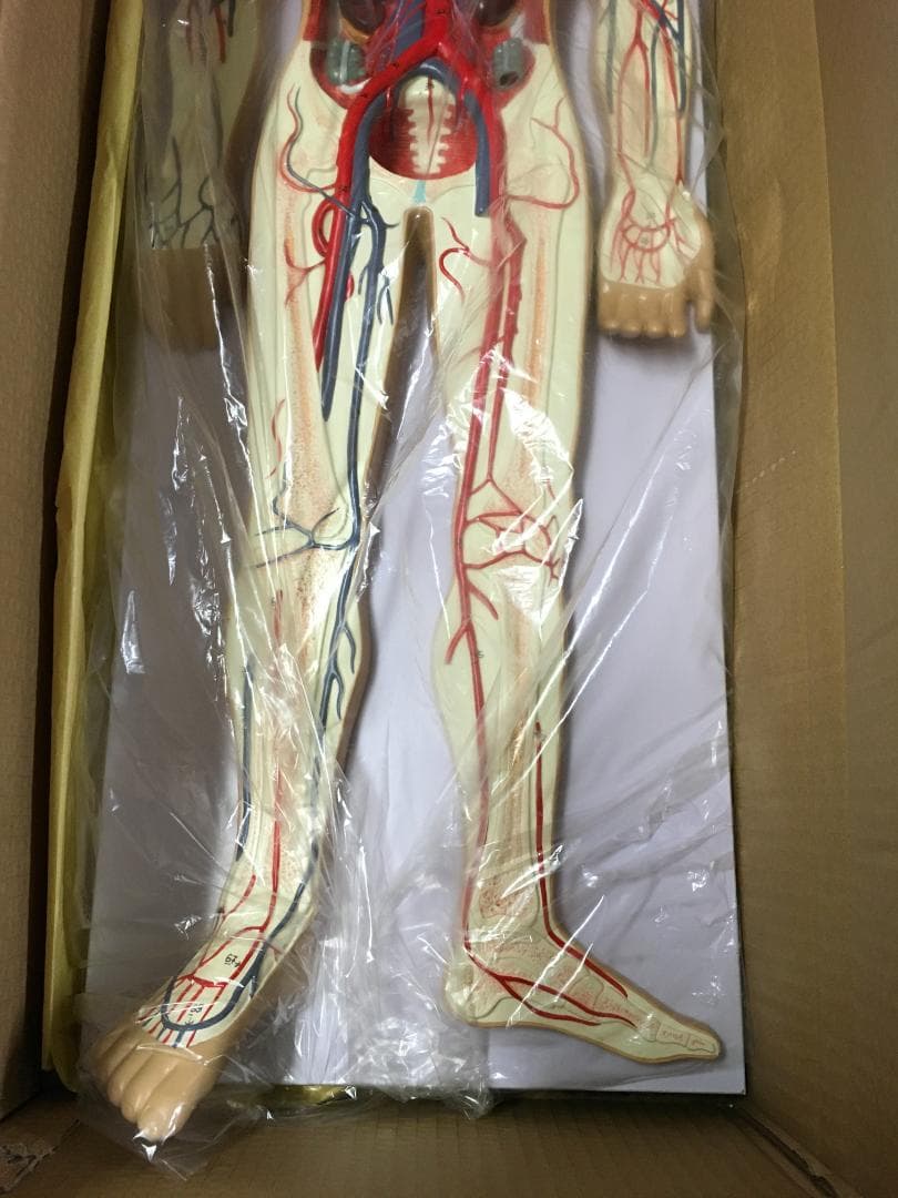 人体模型 血管詳細 1/2モデル