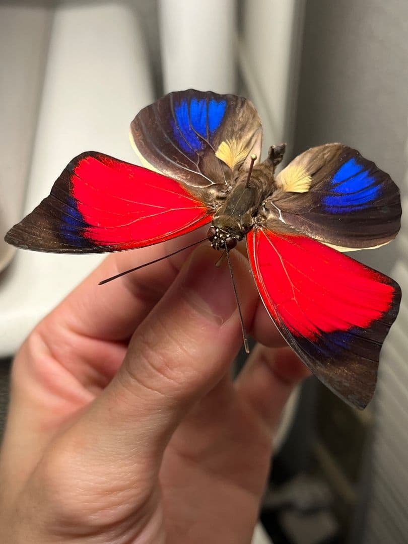 アグリアスクラウディナサルダナパルス♂ ミイロタテハ 蝶標本 甲虫