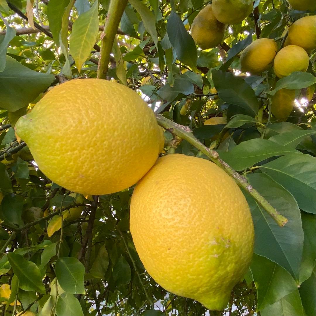【特大】もぎたて　農薬不使用レモン　翌日収穫発送予定 有機肥料 産地直送