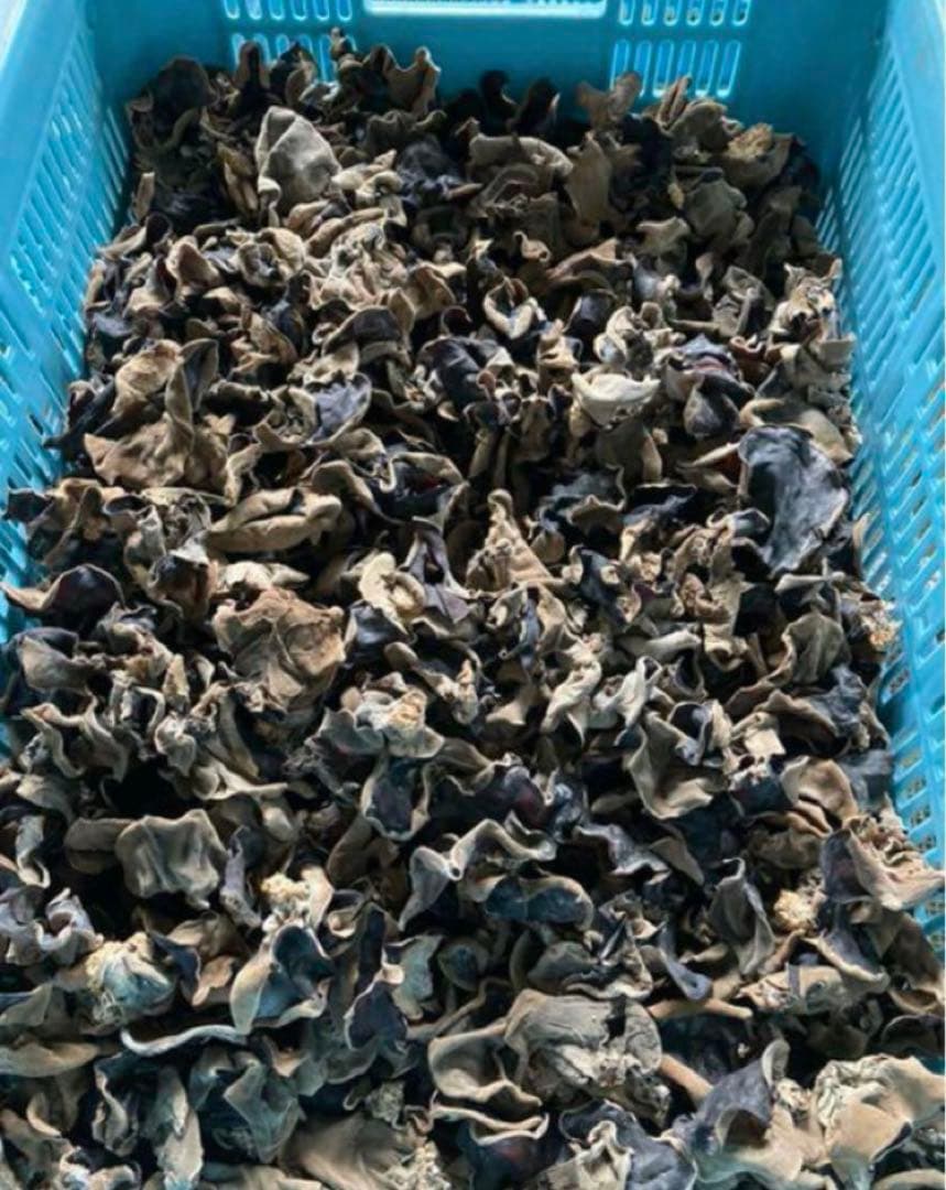 乾燥きくらげ 10kg