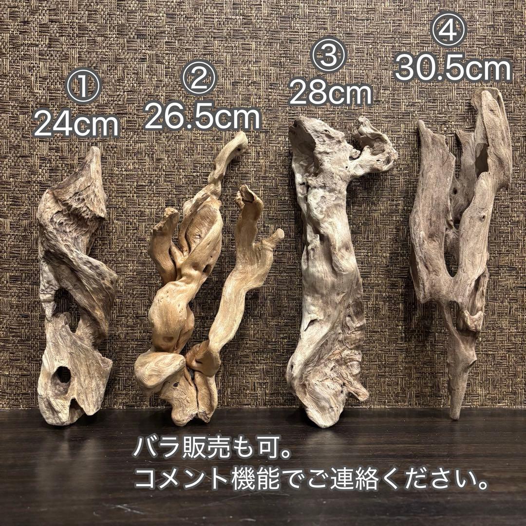 流木 優秀フォルム４本セット