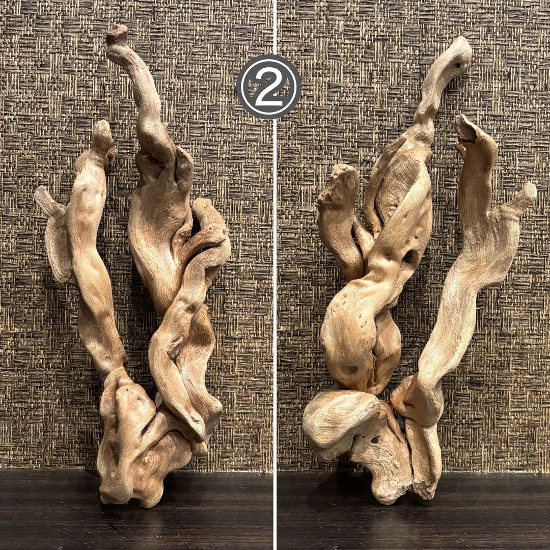 流木 優秀フォルム４本セット