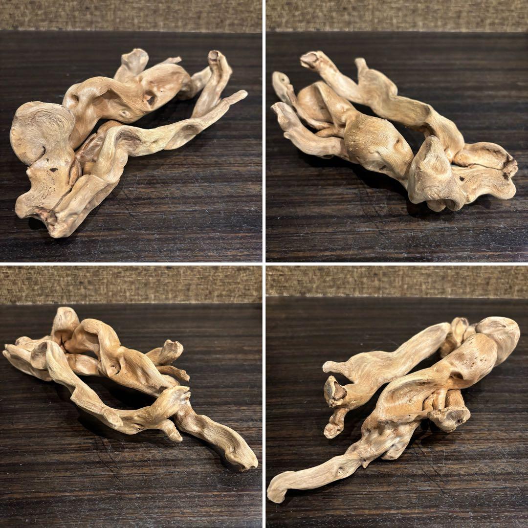 流木 優秀フォルム４本セット