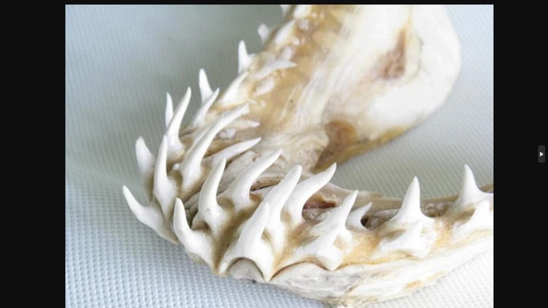 希少！美型【大アオザメ顎骨 横28cm】 サメ 鮫 歯 牙 顎 骨格 標本 剥製