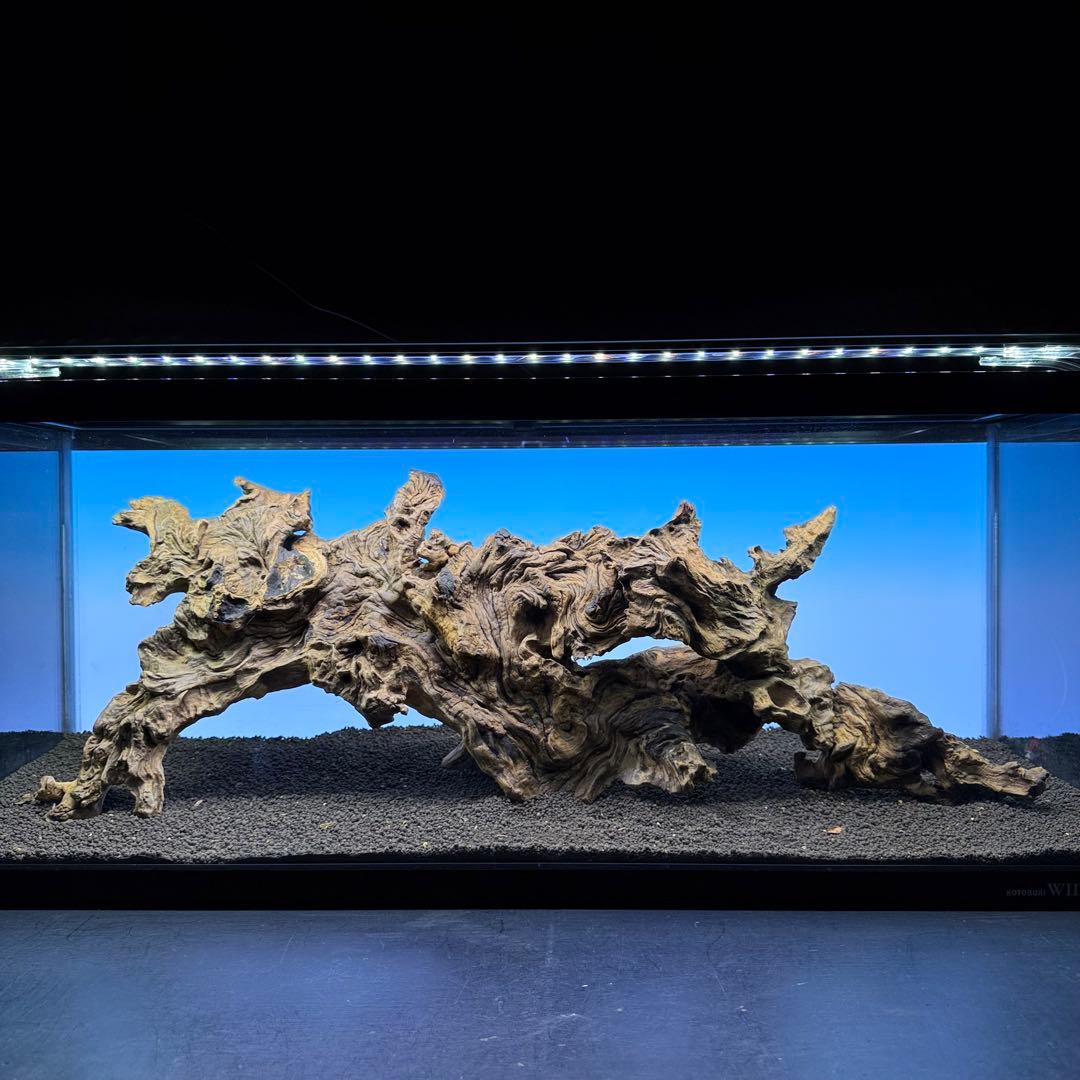 MJW-7213 「特大」ジンジャーウッド　90cm水槽用　天然流木3本セット