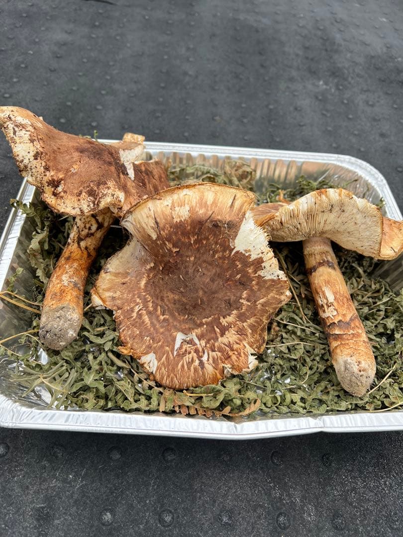 岩手県産 松茸 開きまとめ売り