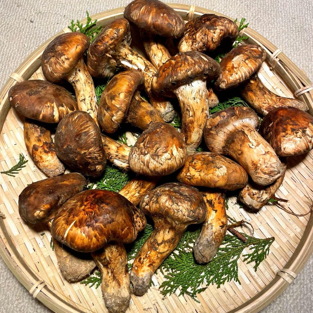 松茸　国産　山梨県　500gセット