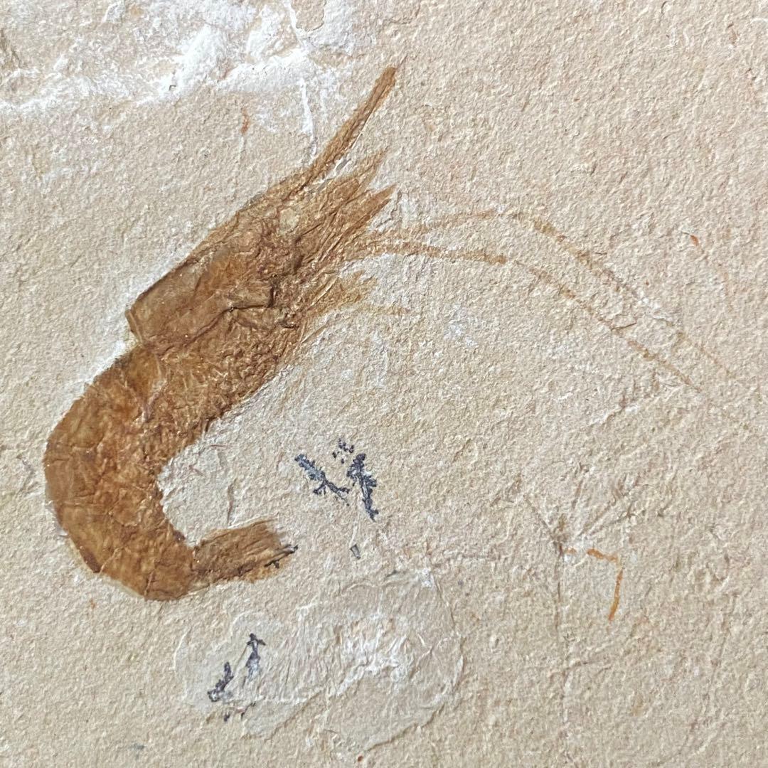 エビの化石 ゾルンフォーフェン産 アントリンポスAntrimpos