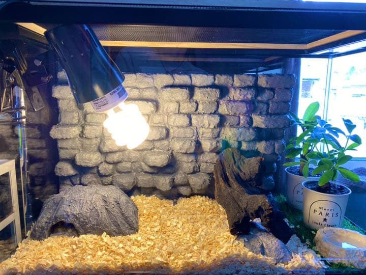 爬虫類シェルター