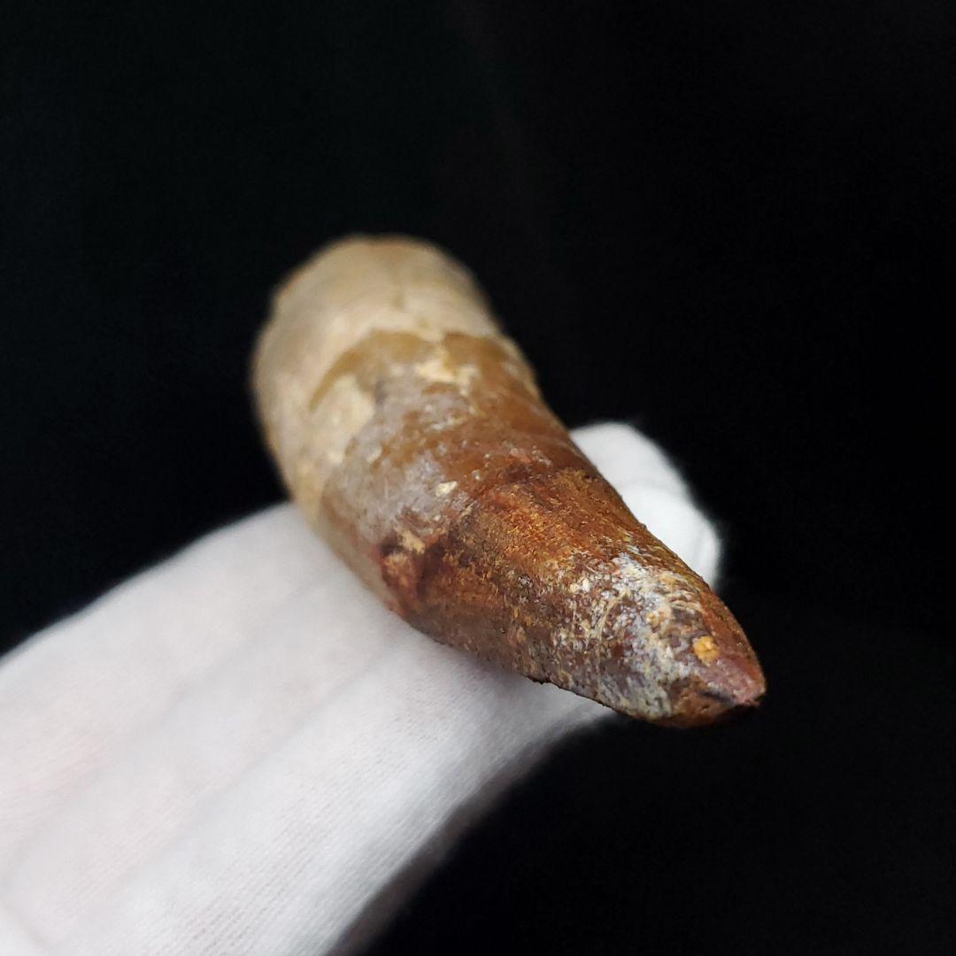 美品 スピノサウルス 本物 モロッコ産 96.73mm  sp433