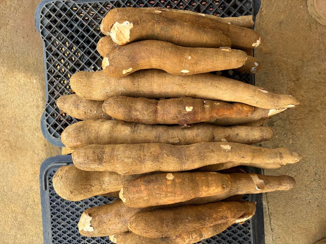 徳之島産キャッサバ生芋イエロー20キロ入り