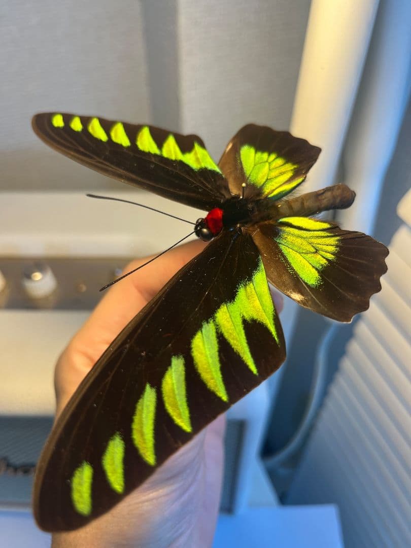 【極美個体】 アカエリトリバネアゲハ 外国産蝶標本 標本 蝶 メガネトリバネ