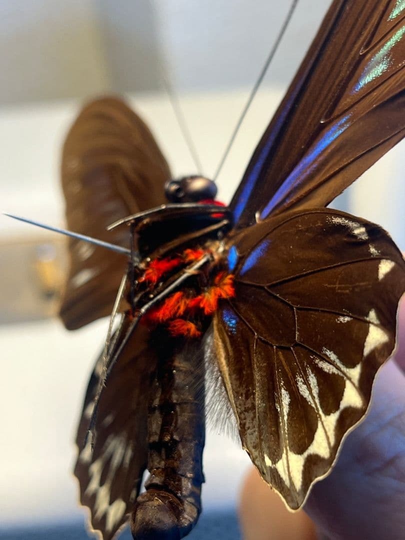 【極美個体】 アカエリトリバネアゲハ 外国産蝶標本 標本 蝶 メガネトリバネ