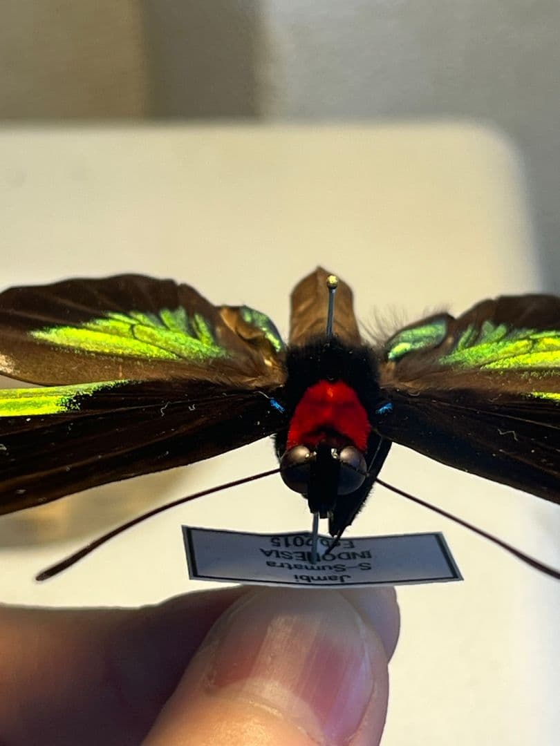 【極美個体】 アカエリトリバネアゲハ 外国産蝶標本 標本 蝶 メガネトリバネ