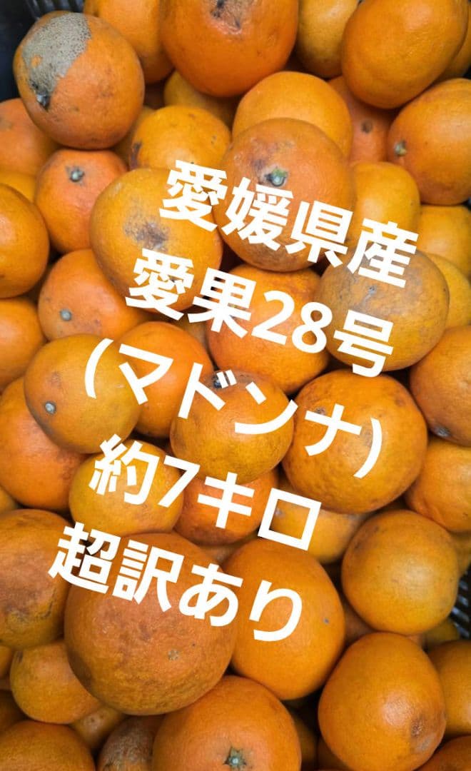 愛媛県産愛果28号(マドンナさん)