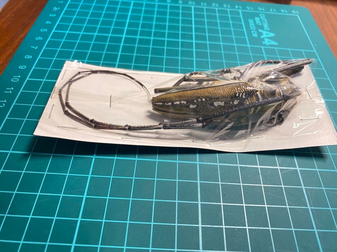 44特大・希少　ウォーレスシロスジカミキリ80mmup