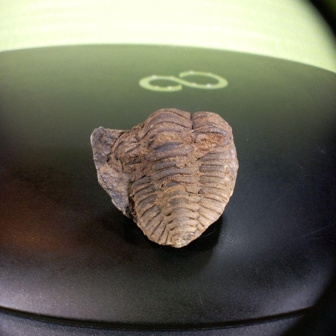 三葉虫　化石　ボリビア産　南アメリカ　trilobite　Bolivia三葉虫②