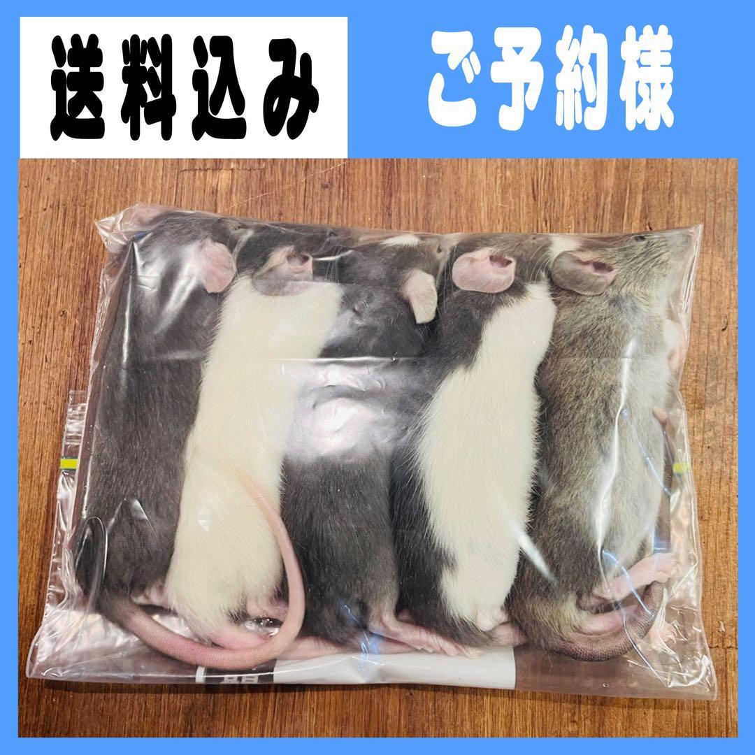 NONA_CORVETTE フォーム