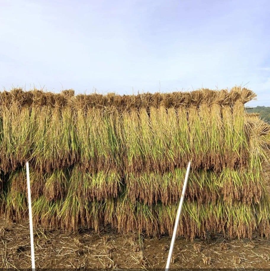 R7年新米 自然栽培米 黒米ミックス5kg玄米