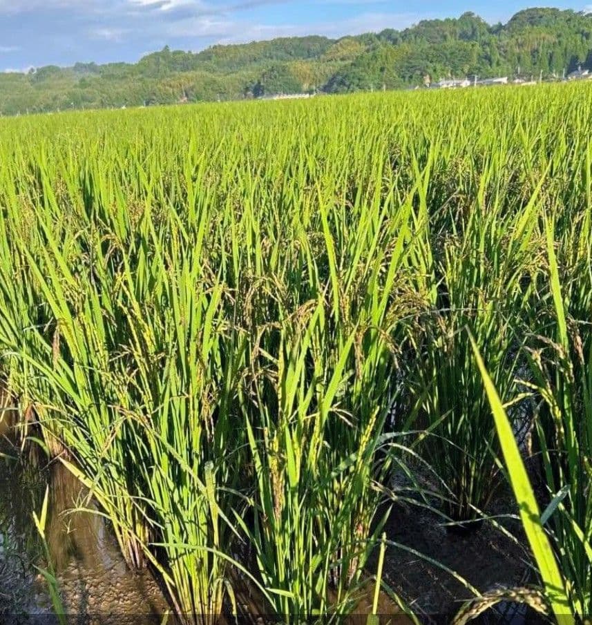 R7年新米 自然栽培米 黒米ミックス5kg玄米