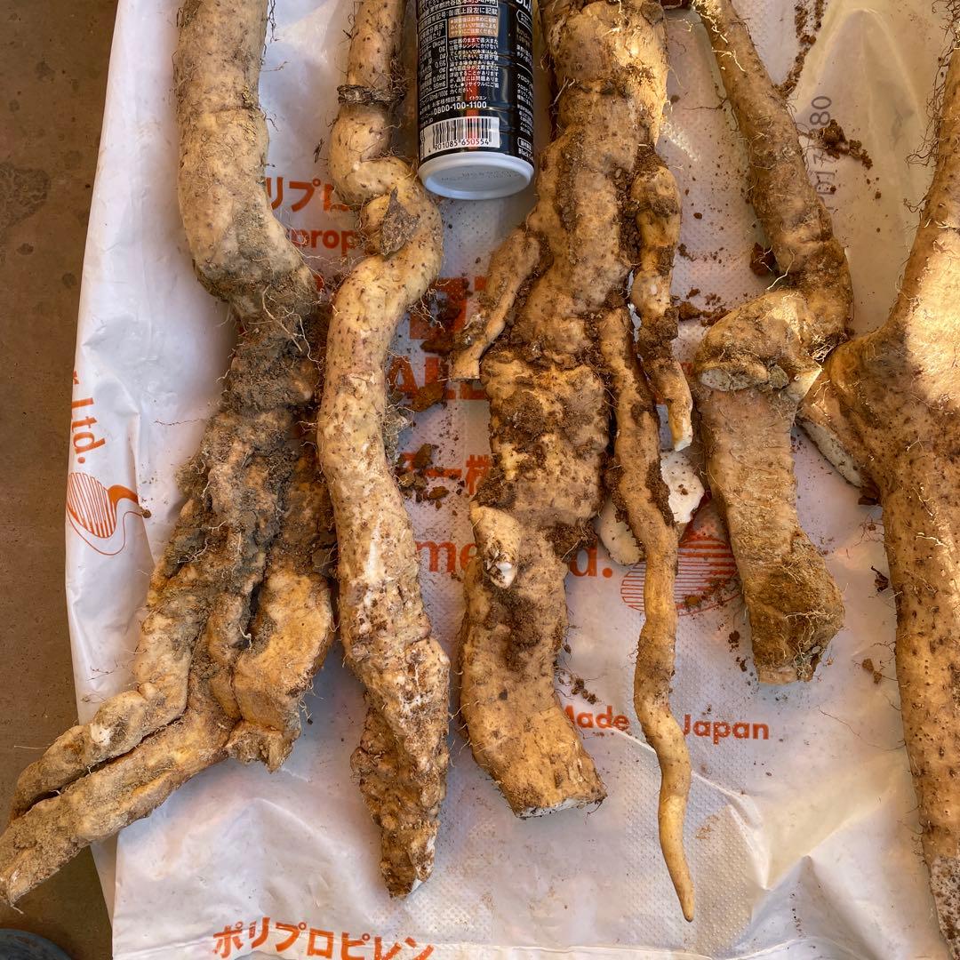 天然自然薯ーー2.6キロ2点