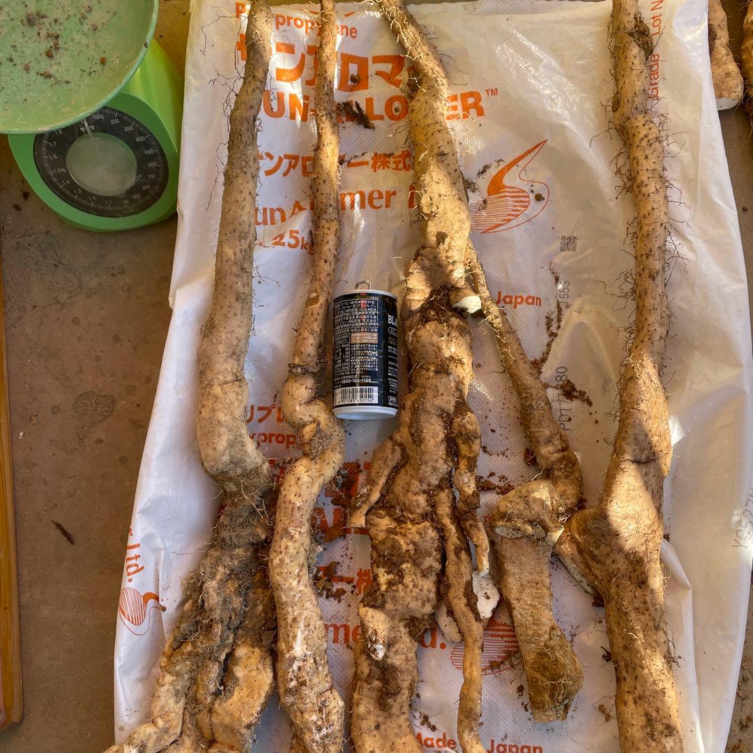 天然自然薯ーー2.6キロ2点
