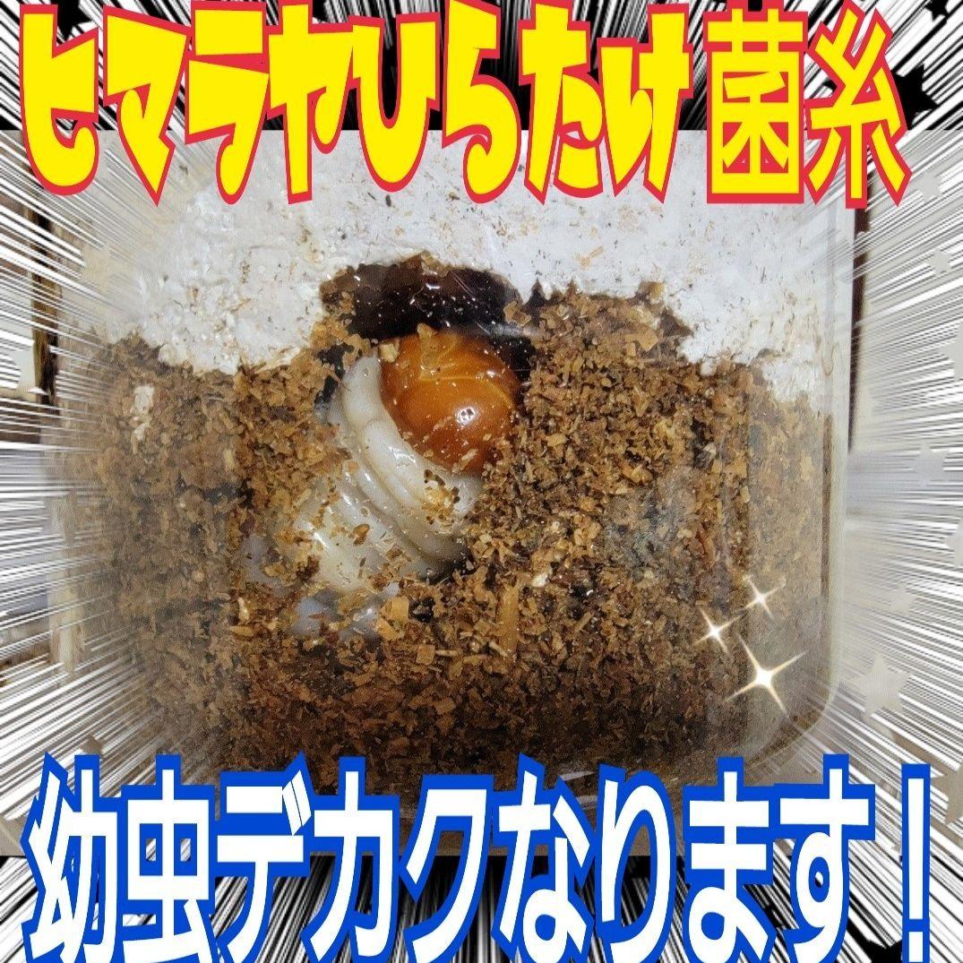 デカクなる極上菌糸瓶1500ml【5本】☆トレハロース、ローヤルゼリー強化配合！