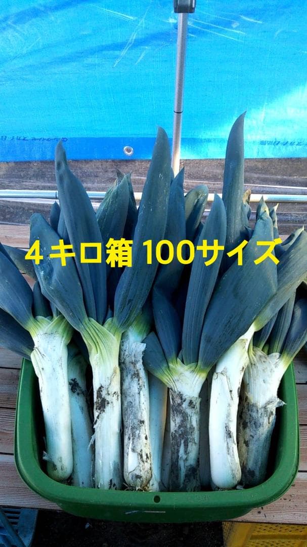 本場　下仁田ネギ　4キロ箱　×３
