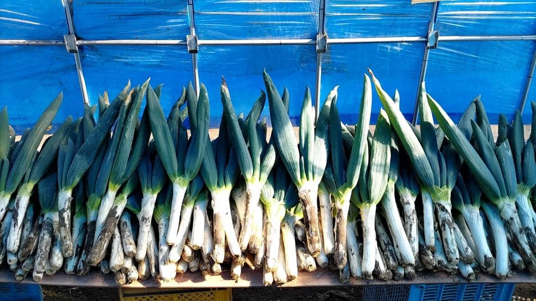 本場　下仁田ネギ　4キロ箱　×３