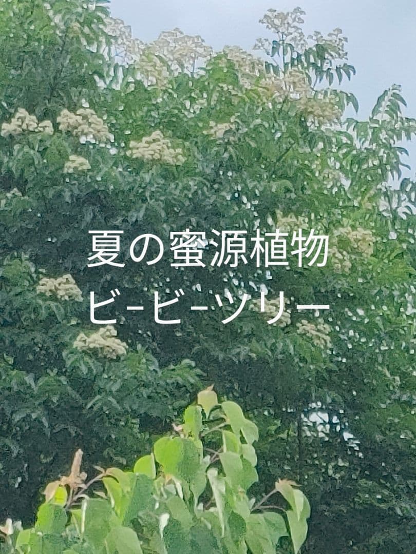 tache　価格25%OFF 日本ミツバチの巣蜜