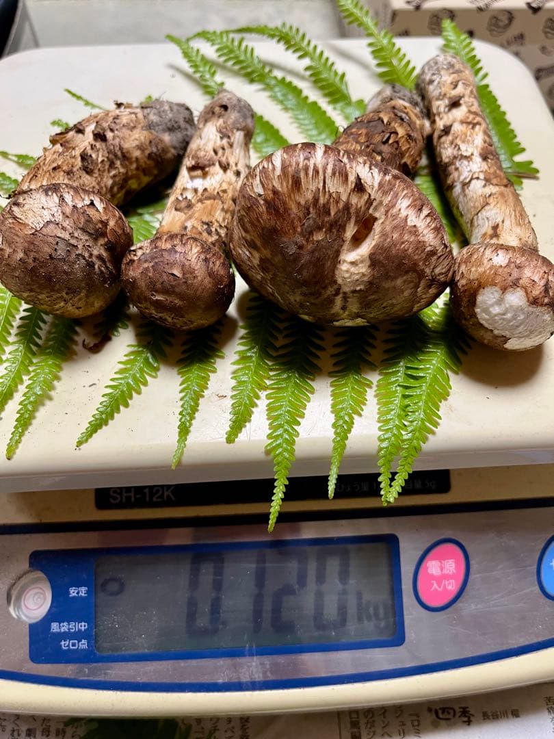 【大阪泉州産】天然松茸 採れたて「ちょっとブサイクちゃん」4本120g国産