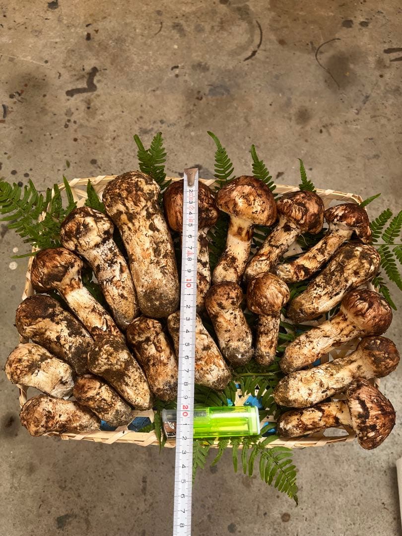 信州産　蕾松茸　約800g 10/27日　朝採取