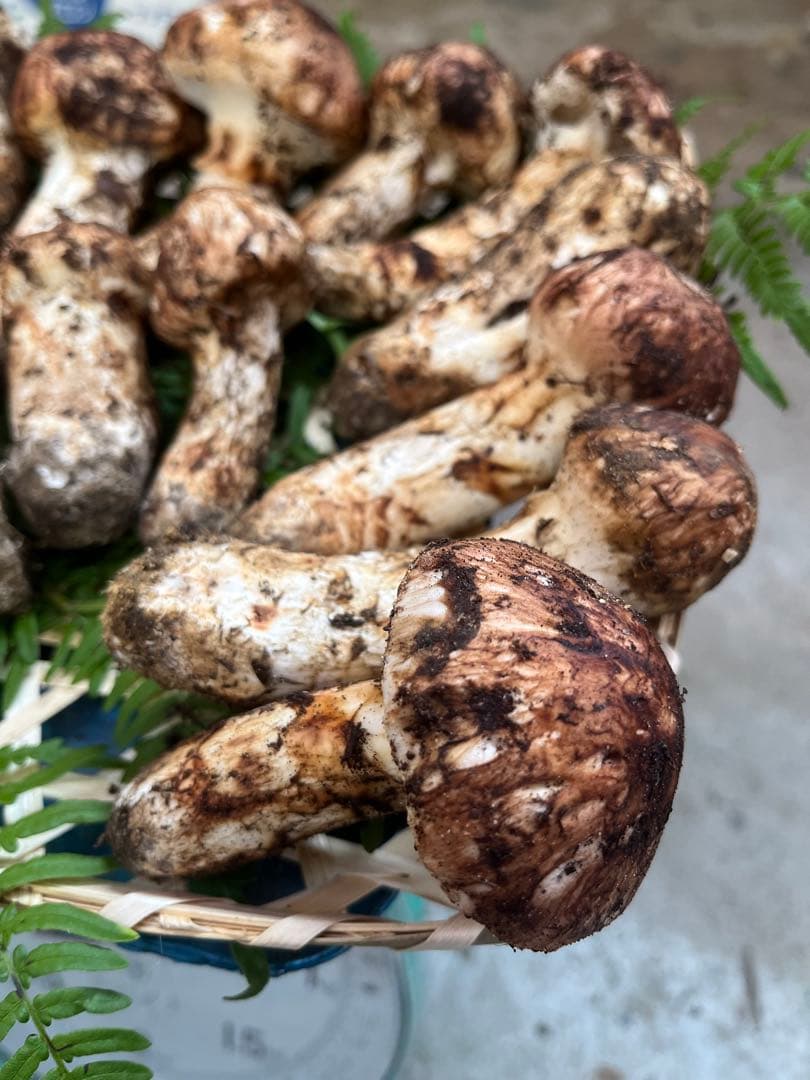 信州産　蕾松茸　約800g 10/27日　朝採取