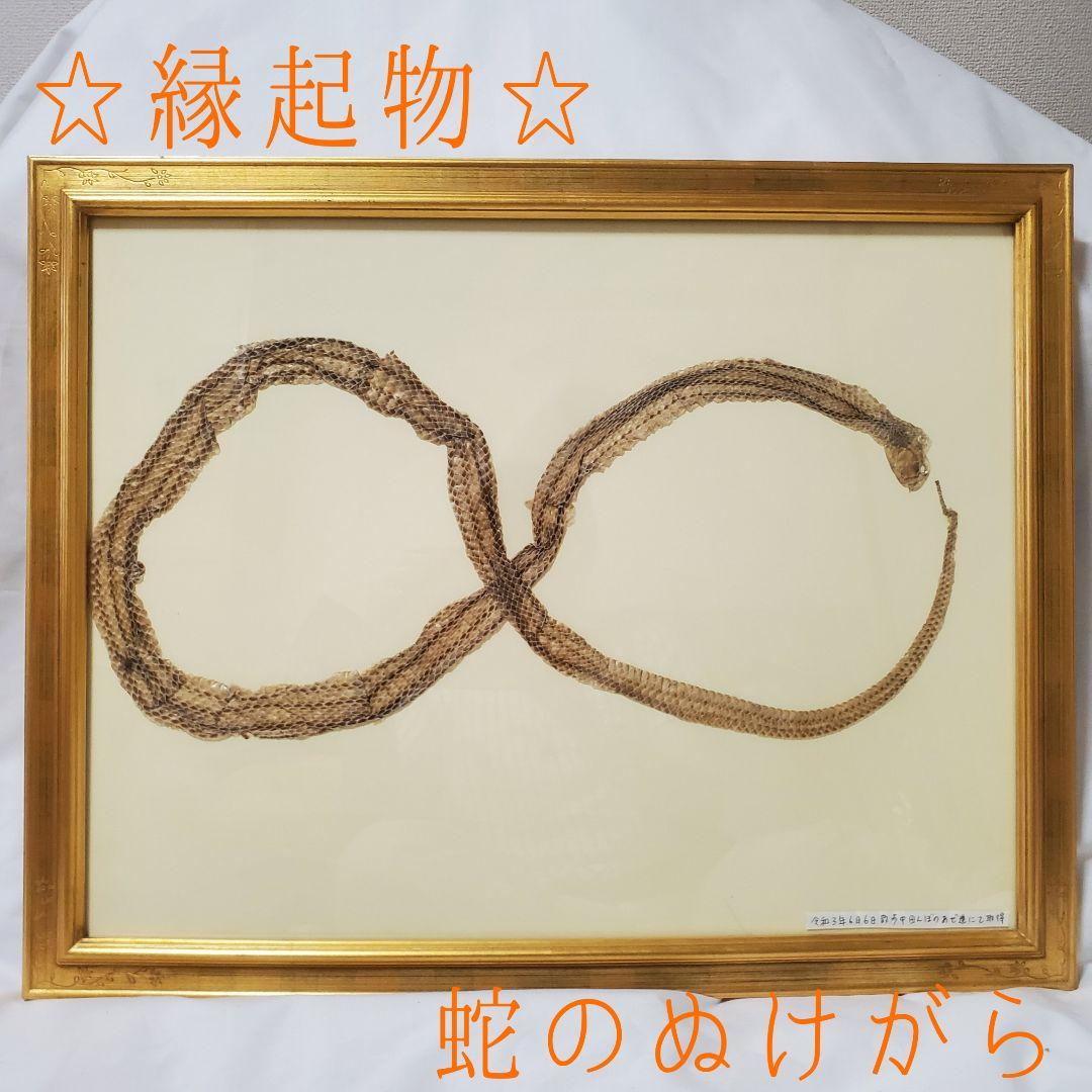 縁起物！額入り∞蛇のぬけがら　金運　幸運　シマヘビ　爬虫類