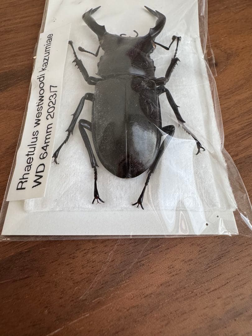 わ*木様 ウエストウッディオオシカクワガタ　標本