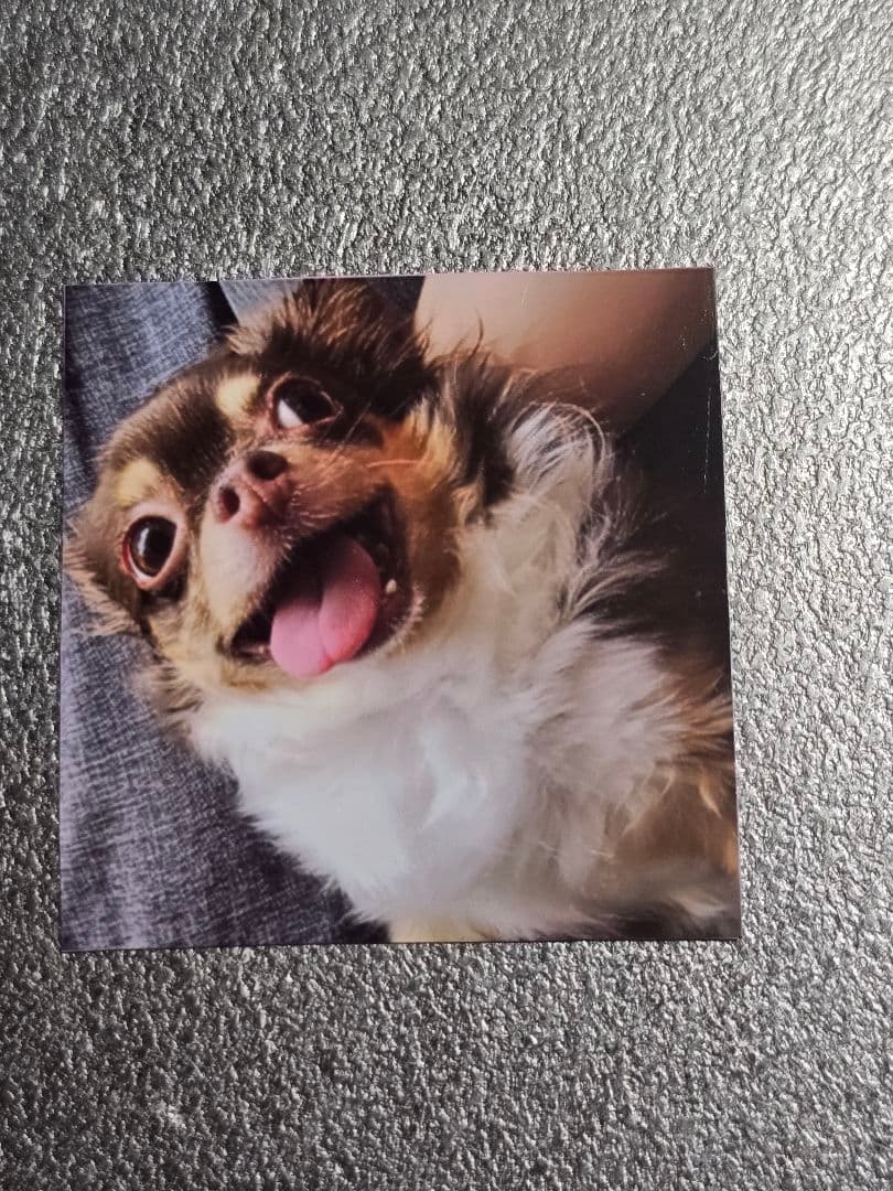 僧帽弁閉鎖不全症／愛犬のシールプリント／ビックリマンシールサイズ程